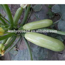 MSQ011 Leshi peak green early maturity hybrid squash seeds f1